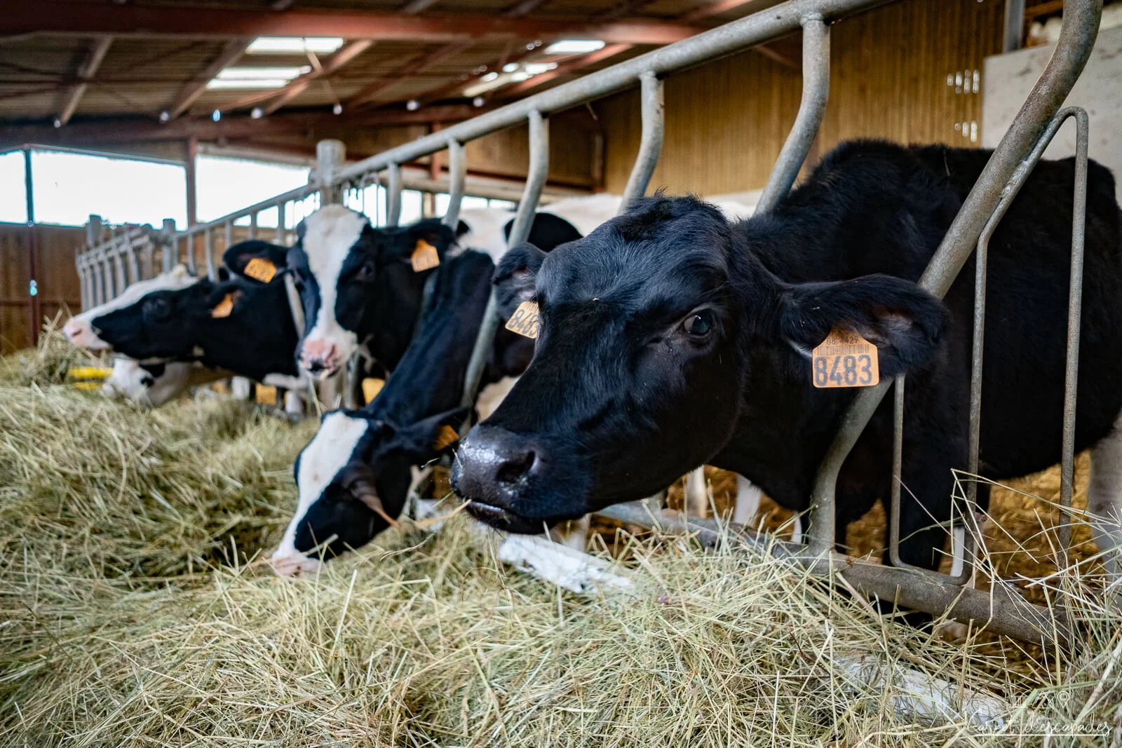 vaches-ferme-girmontoise