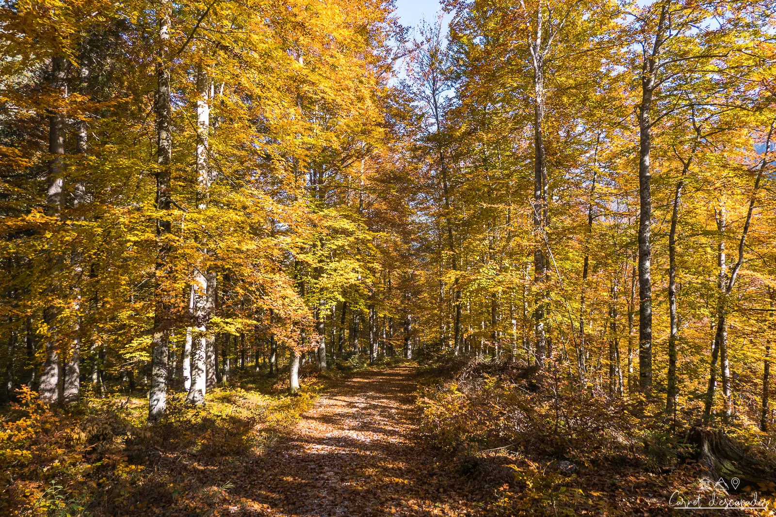 arbres-automne-malborghetto