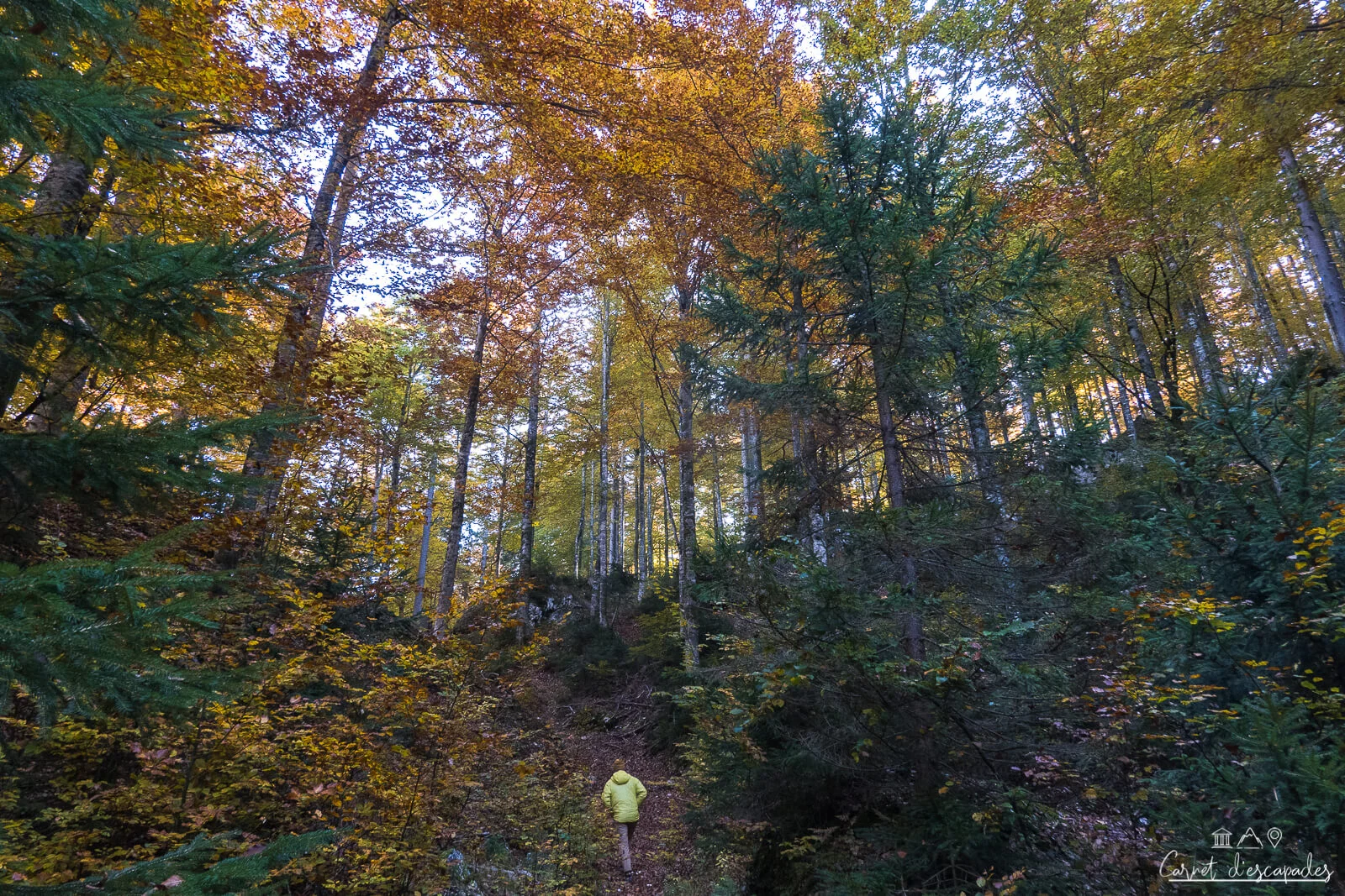 forest-soundtrack-malborghetto