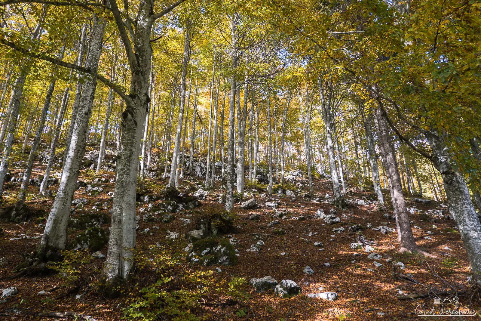 foret-caneva