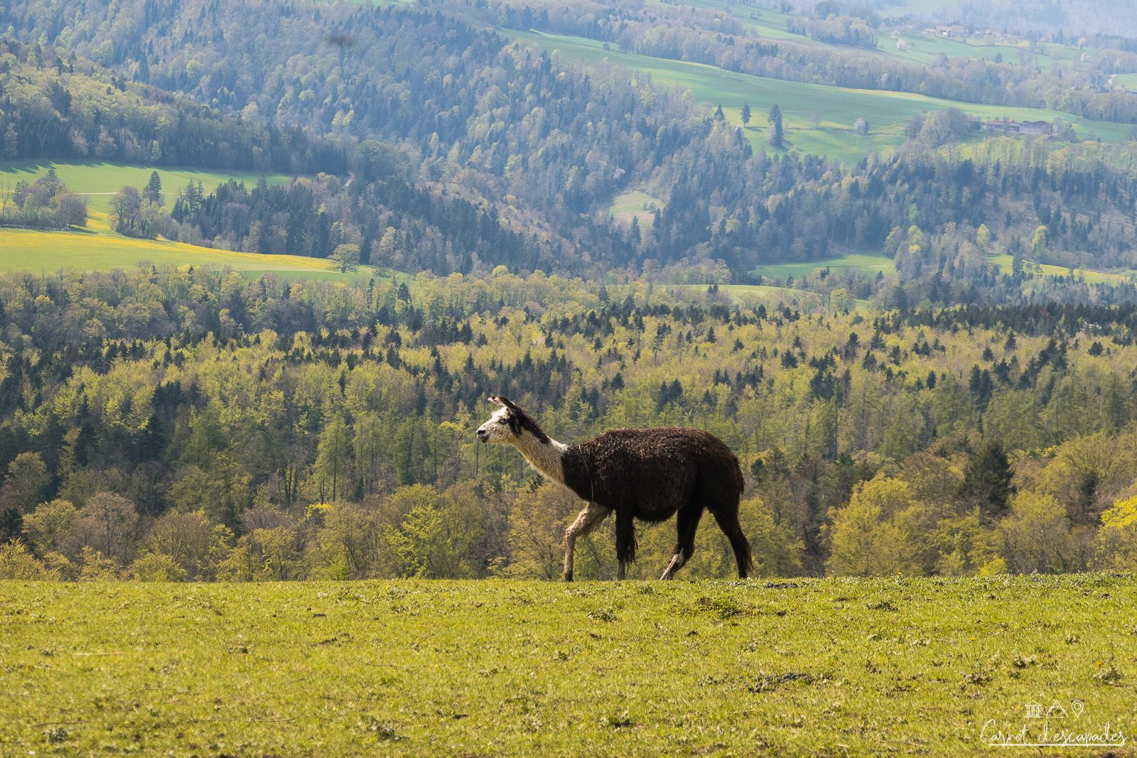 ferme-lamas-jura-alsacien