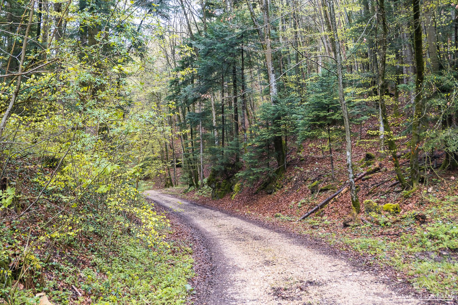 foret-rando