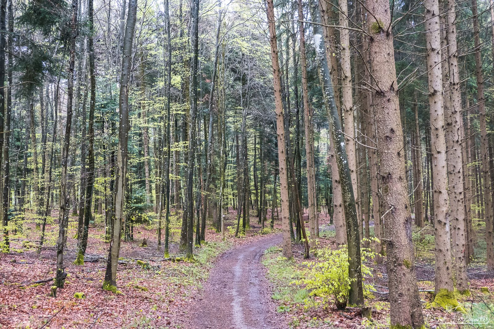 foret-sundgau