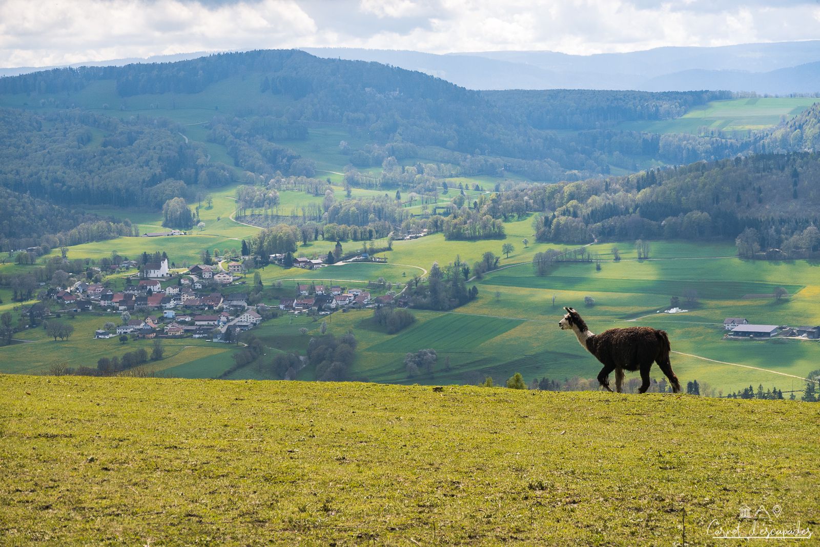 lama-jura-alsacien