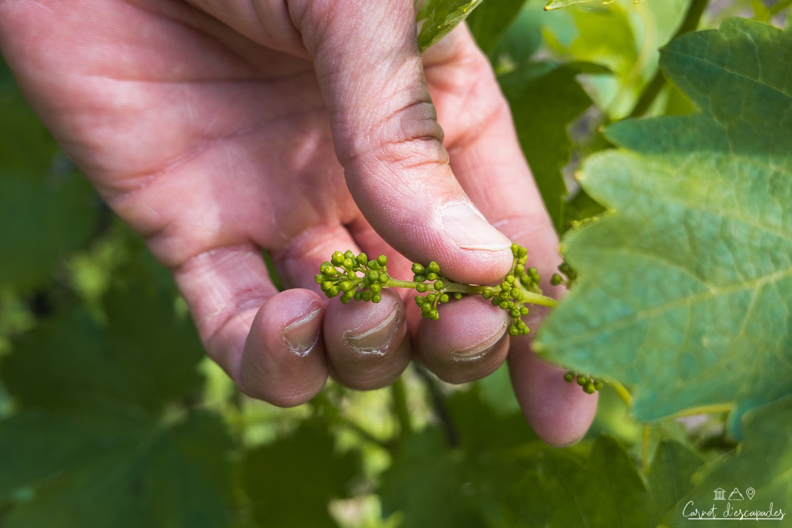 vignes-thibault-masson-chapareillan