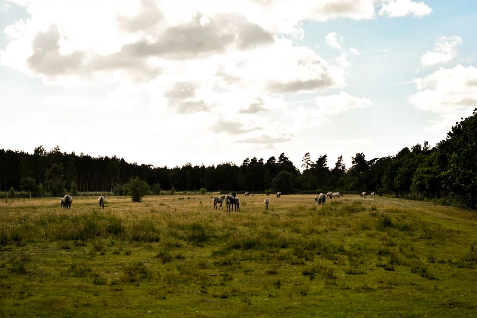 chevaux-sauvages-botoskoven
