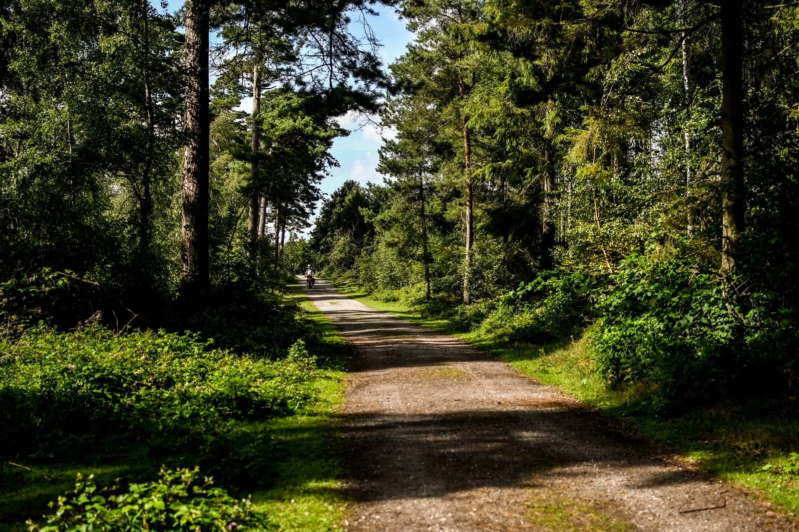 foret-falster