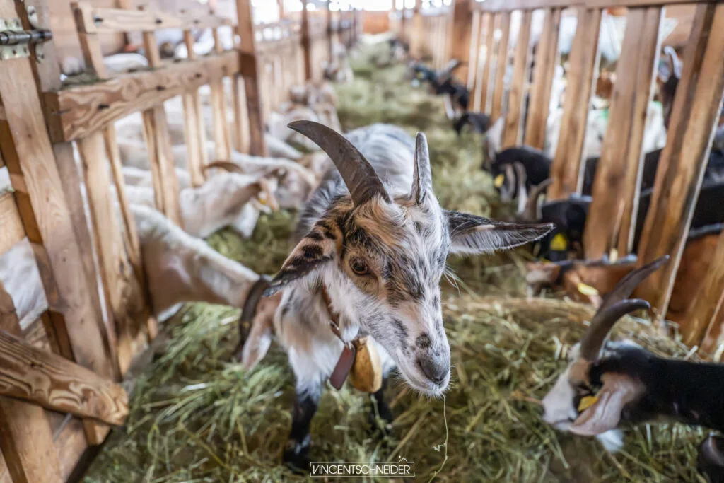 2024 fevrier vercors sur traces du loup 21