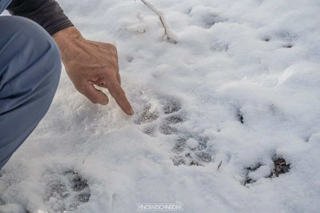 2024 fevrier vercors sur traces du loup 38