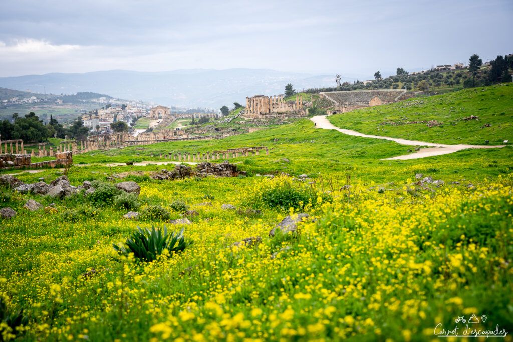 fleurs-jerash-jordanie