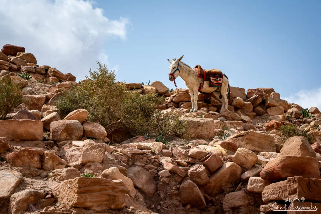 ane petra jordanie