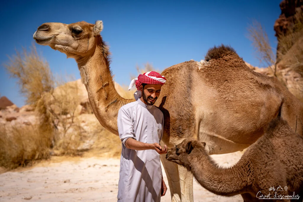 bedouin-dromadaire