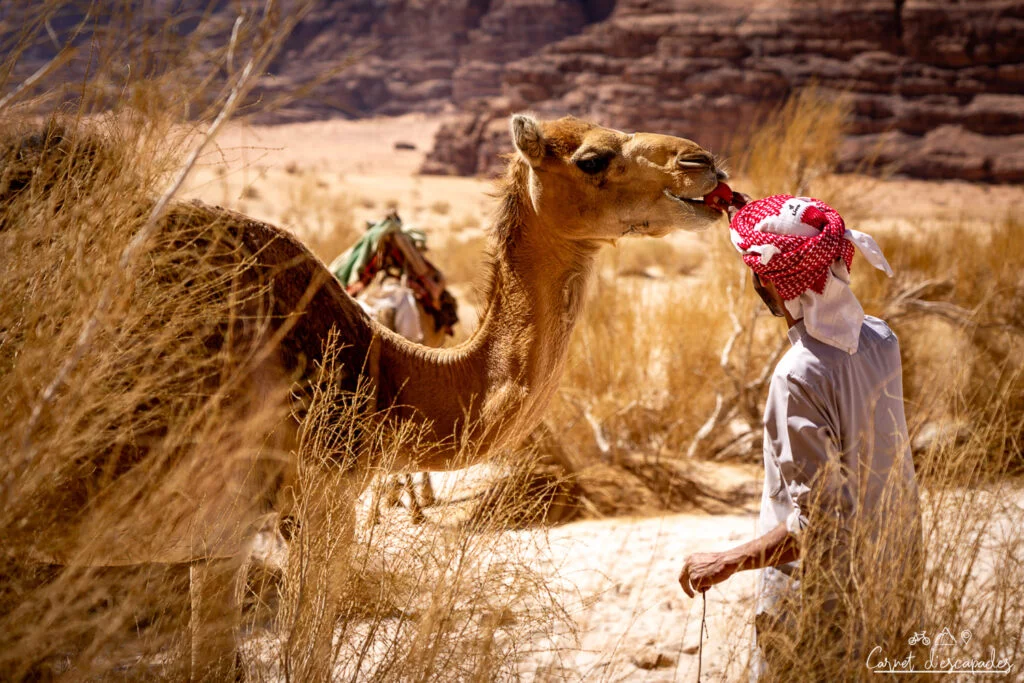 dromadaire-bedouin-wadi-rum