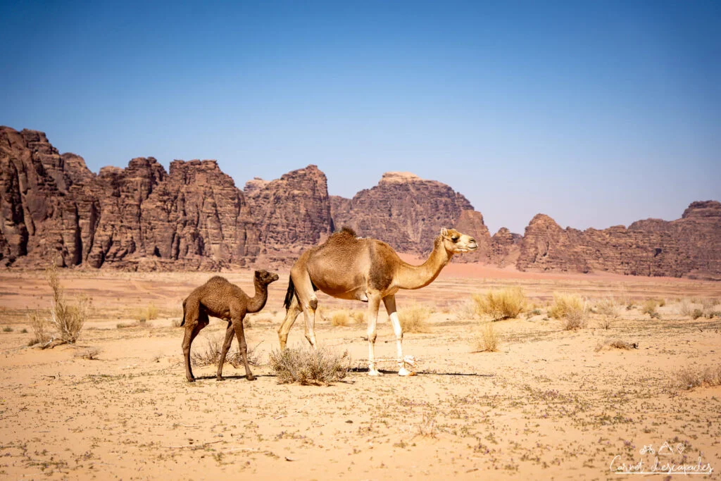 dromadaires wadi rum