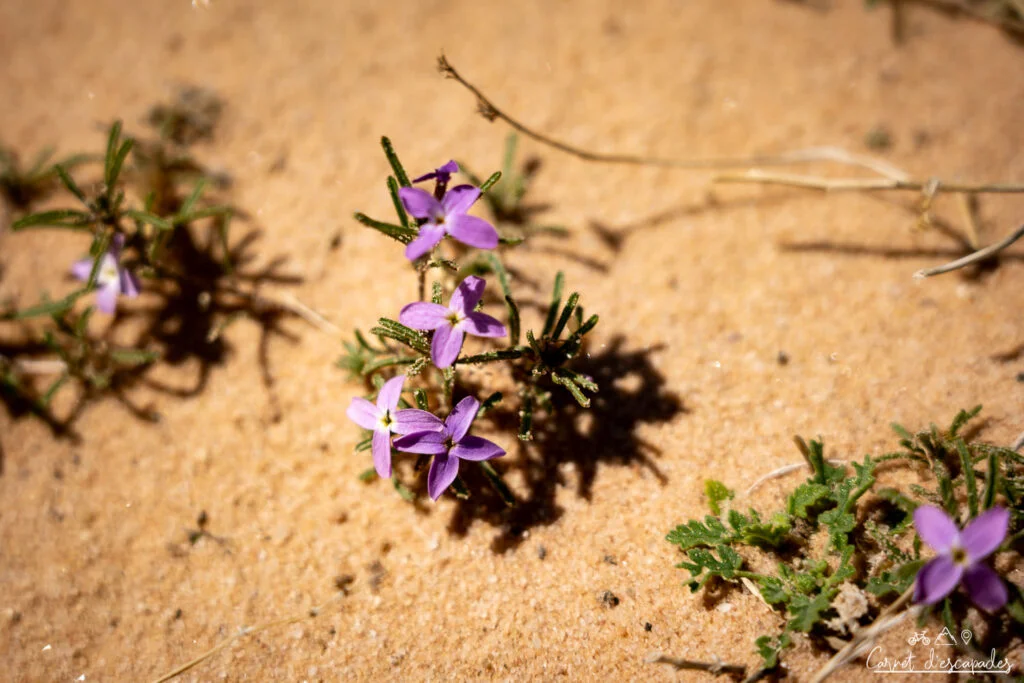 fleurs wadi rum