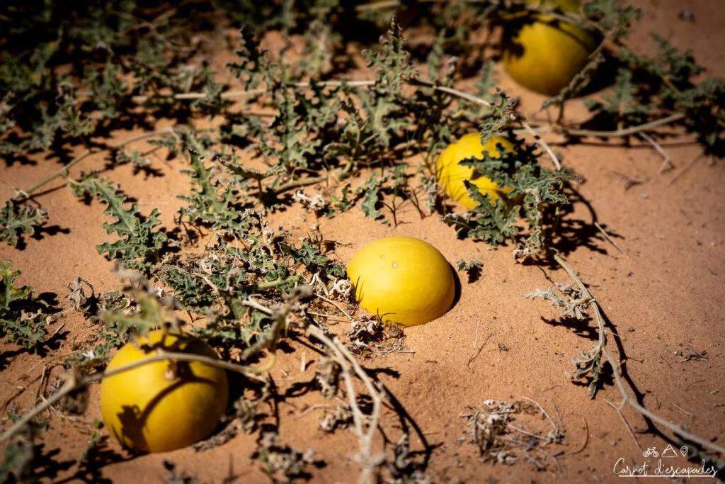 plantes-wadi-rum