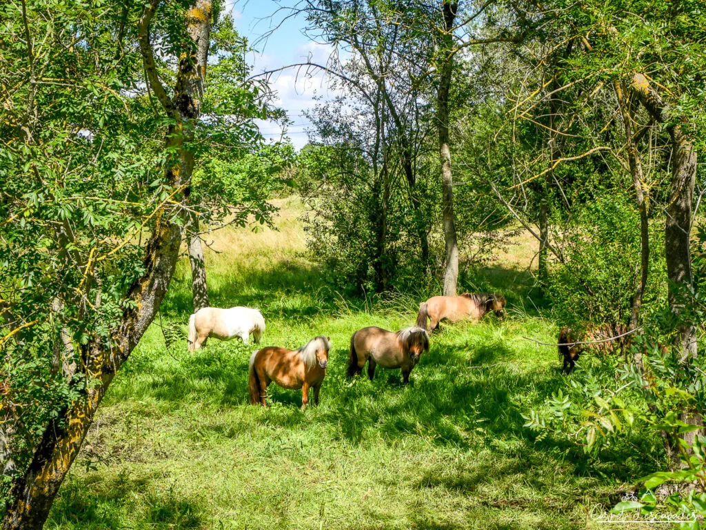poneys