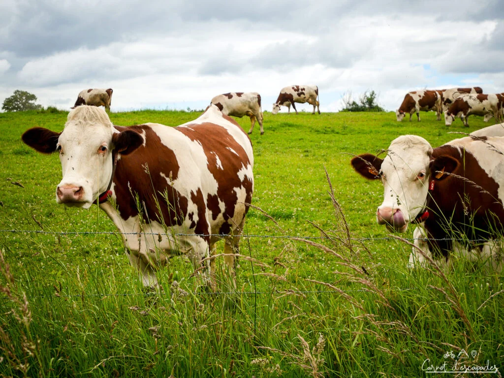 vaches-sarthe