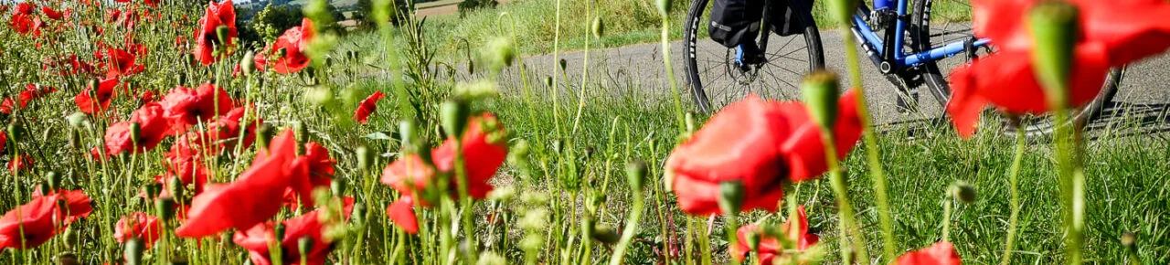 velo-coquelicots