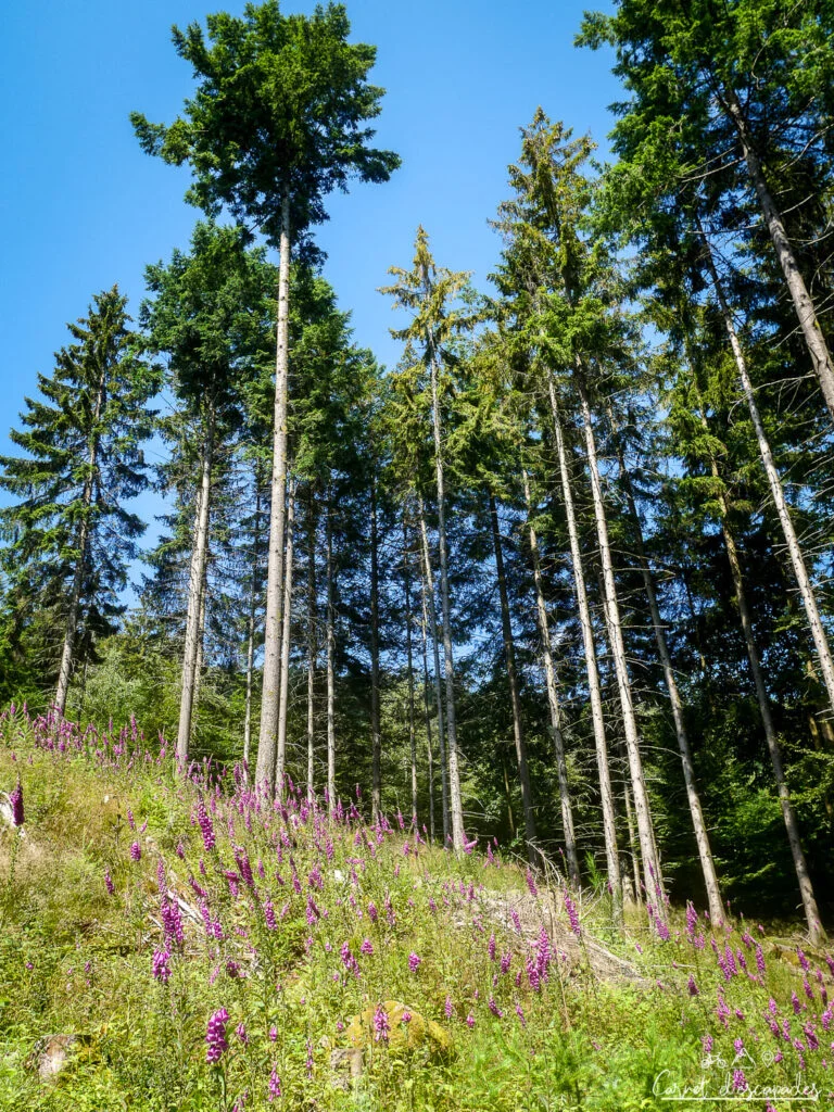 arbres-verticaux