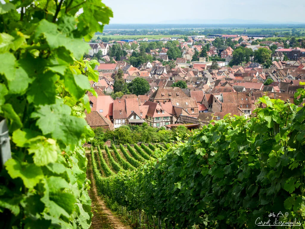 barr-vignoble