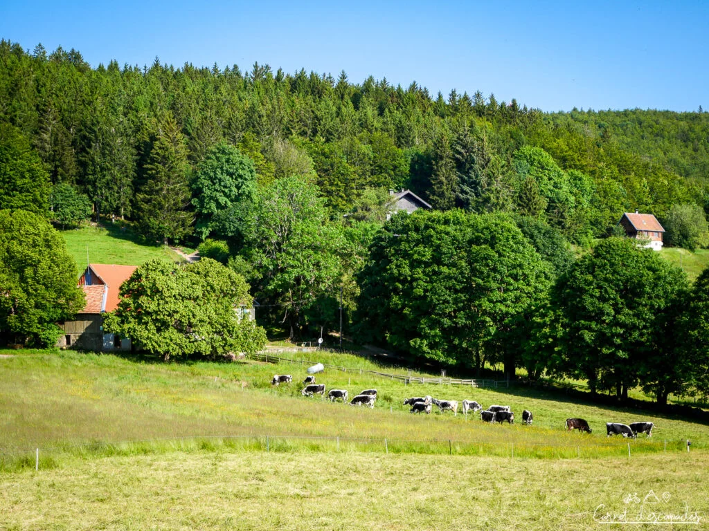 chaume-veaux-alsace