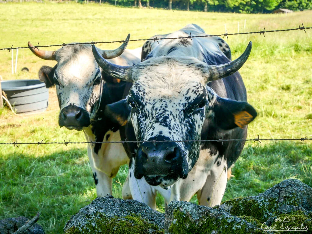 vache-vosgienne