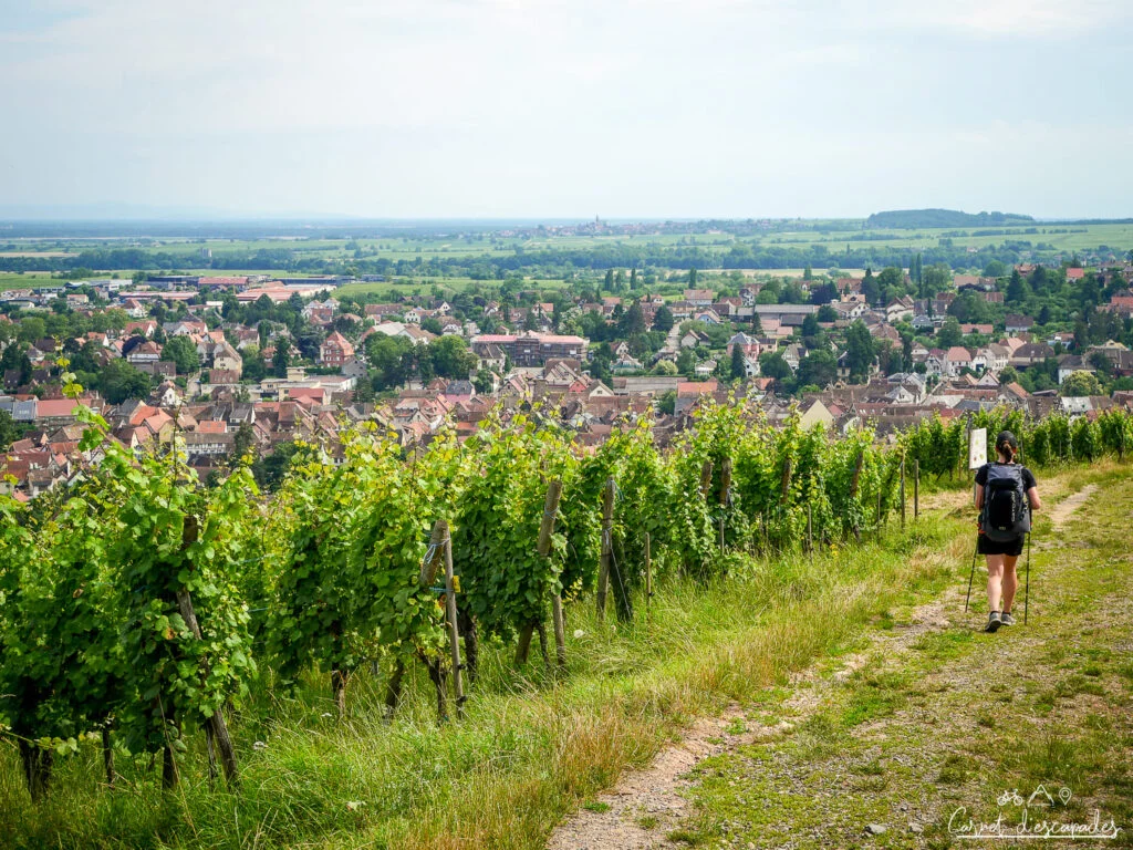 vignes-barr