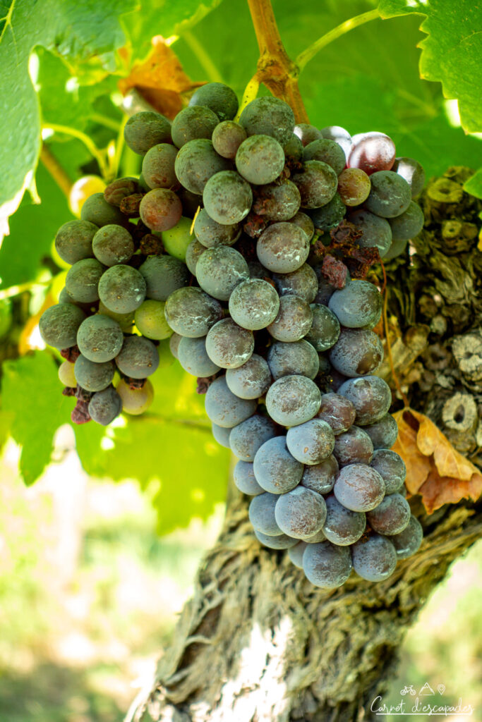 raisin-chianti