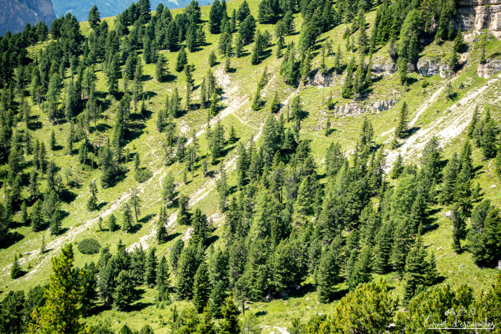 arbres-dolomites