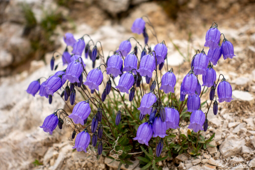 fleur-montagne