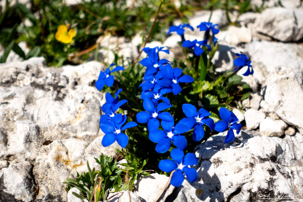 gentiane-dolomites
