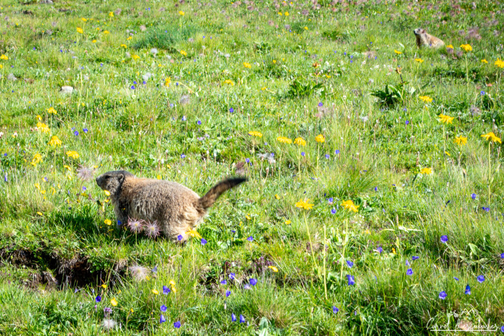 marmottes-dolomites