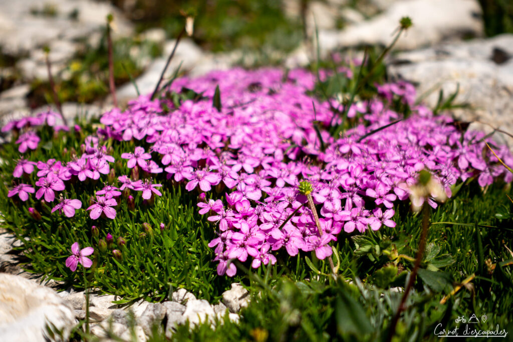 silene-acaule