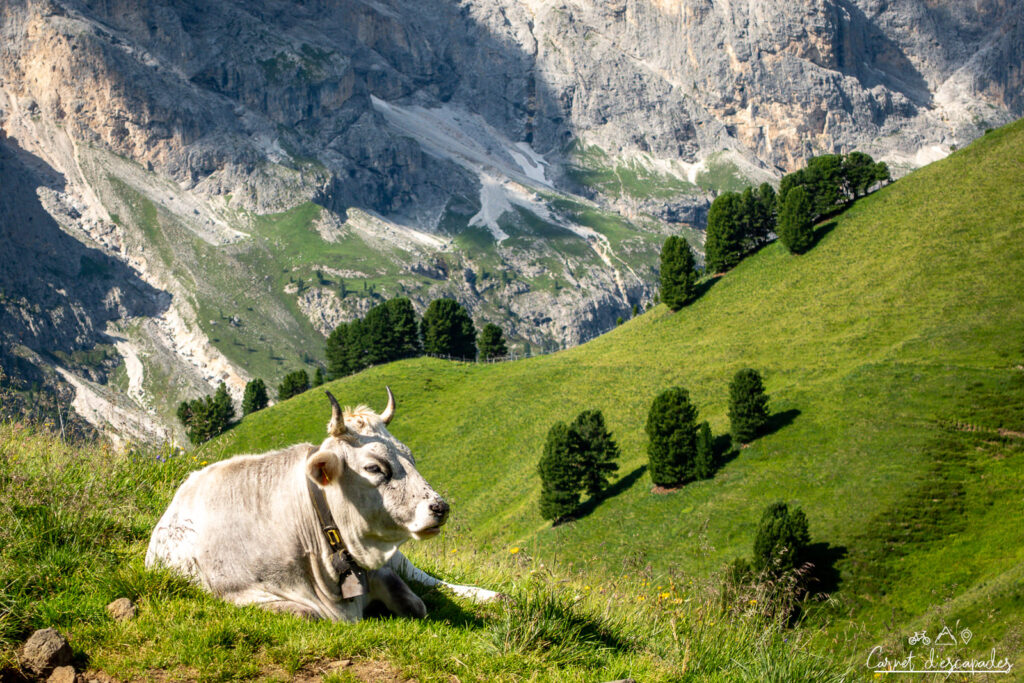 vache-alpe-siusi