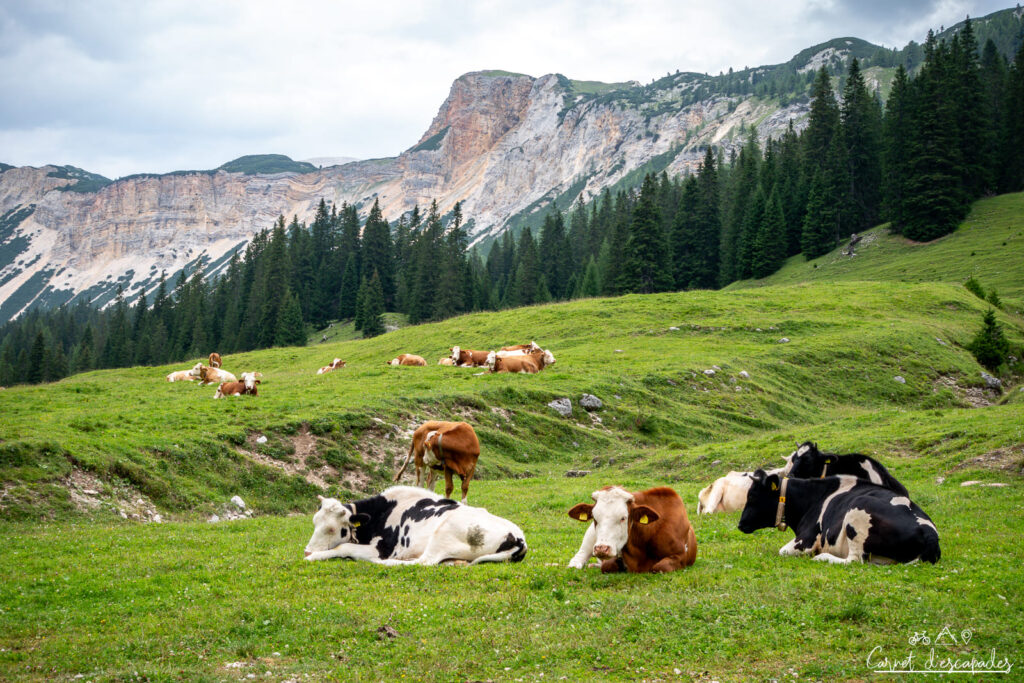 vaches-refuge-ra-stua