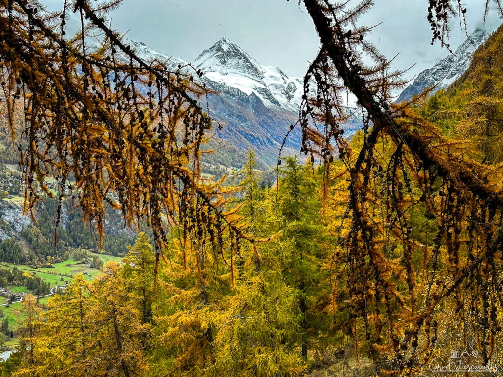 dent-blanche-automne