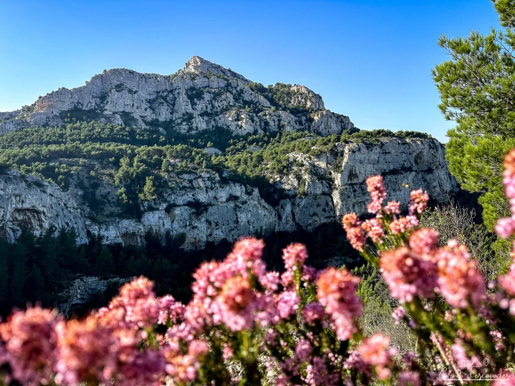 fleurs-calanques-marseille
