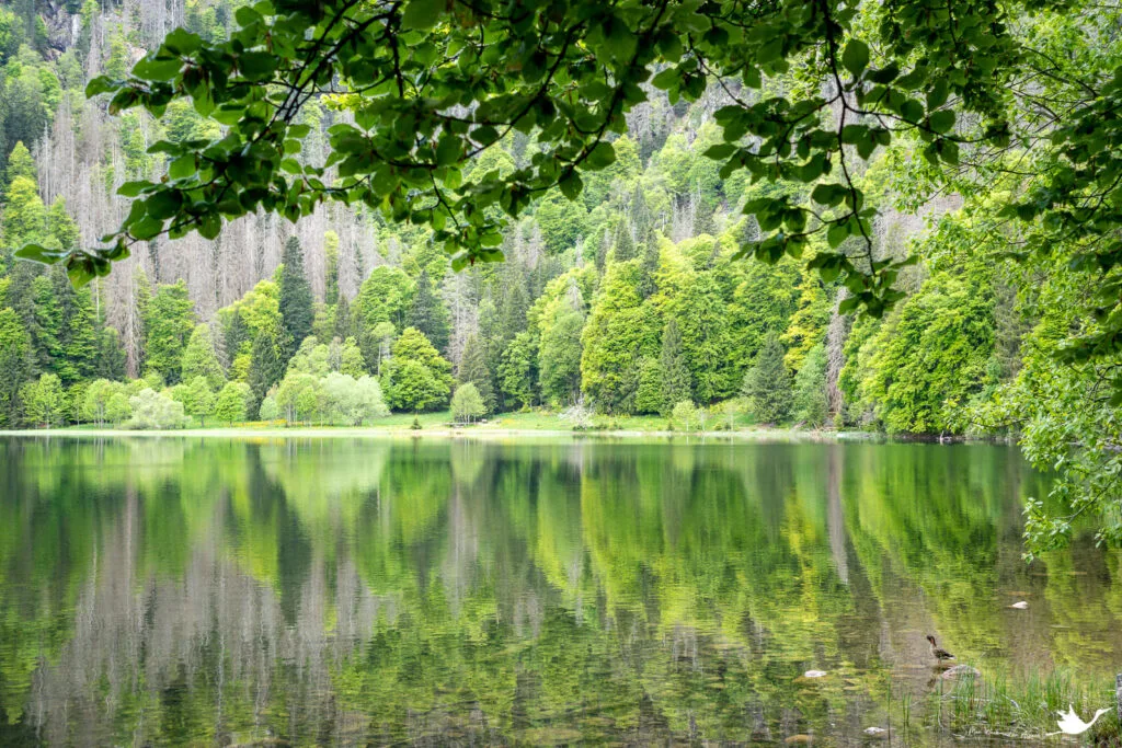 feldsee