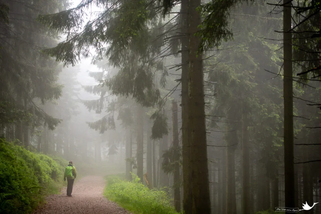 parc-national-foret-noire