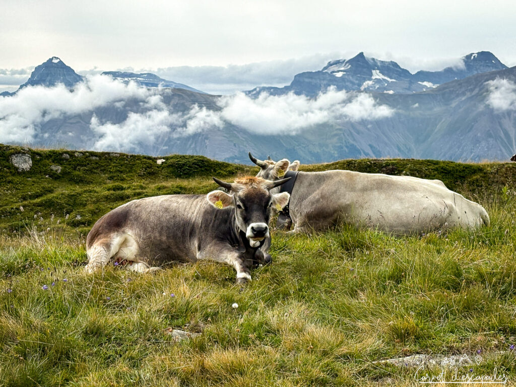 Vaches dans la montagne en Suisse
