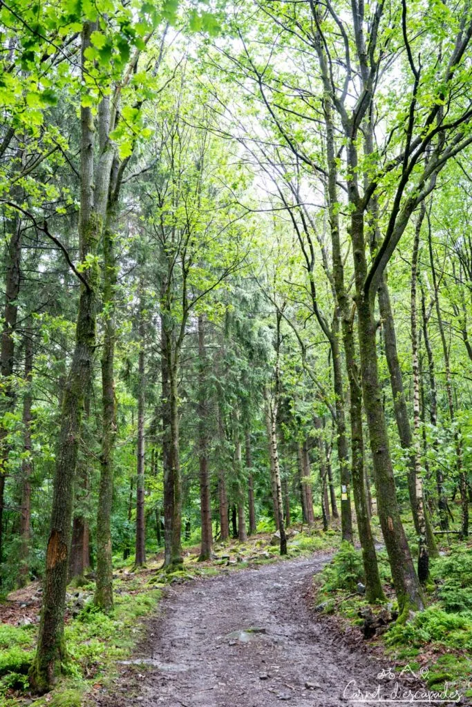 sentier foret