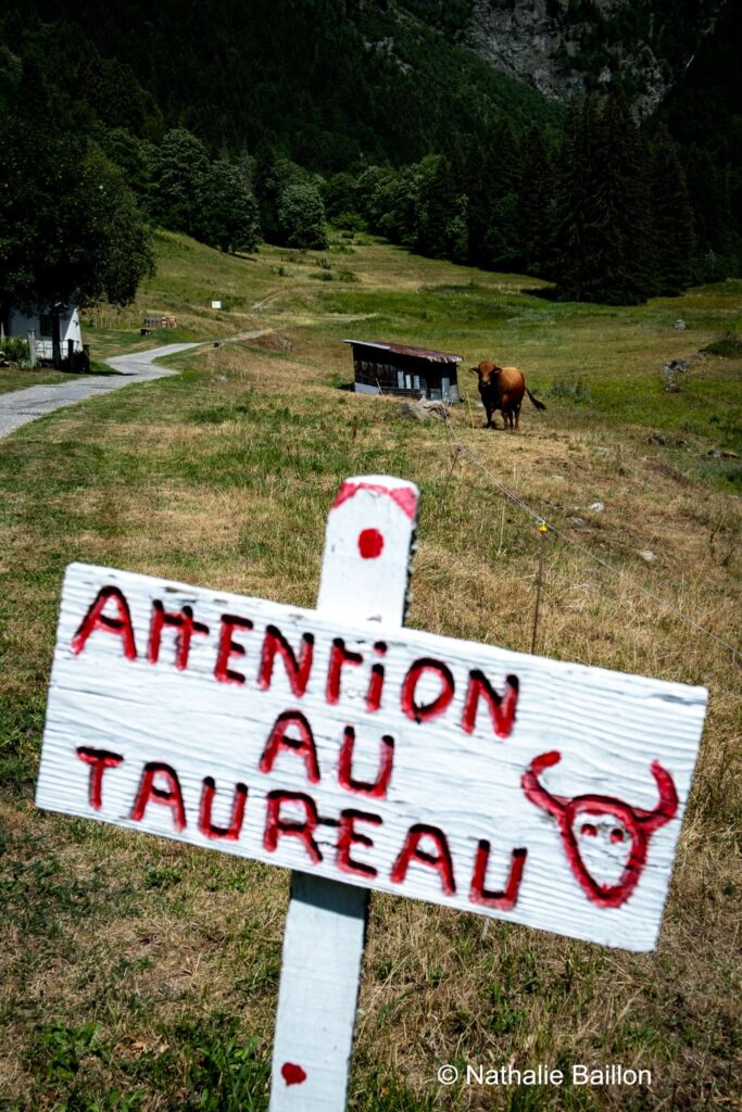 Panneau Attention au Taureau