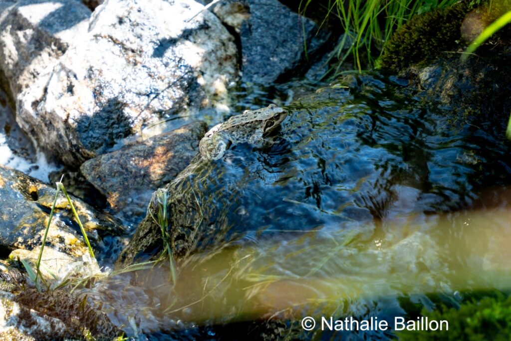 Grenouille dans rivière