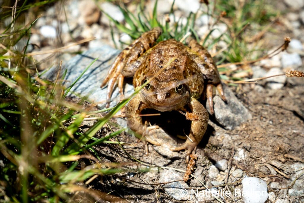 Grenouille