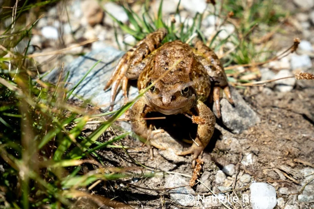 Grenouille