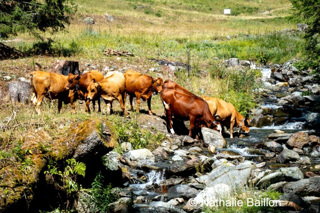 Vaches