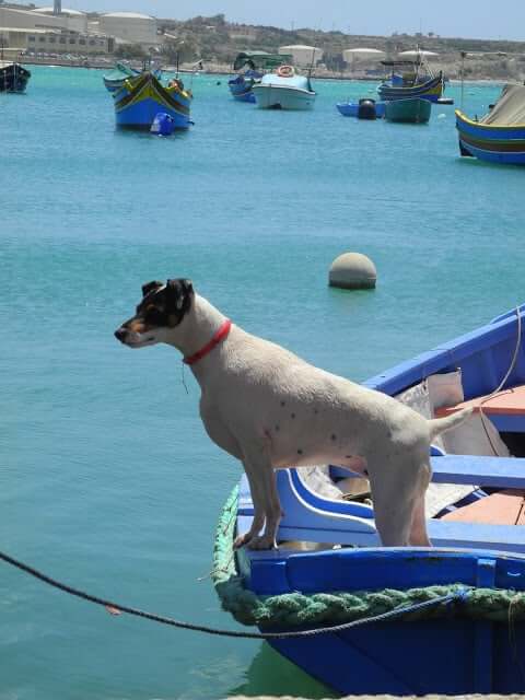 malte-port-Marsaxlokk-luzzus-chien-bateau