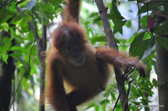 Bukit Lawang – Rencontre des orangs-outans de Sumatra