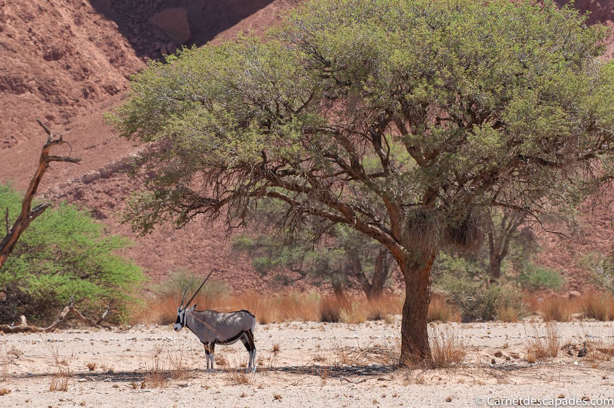 oryx-namib-desert-lodge